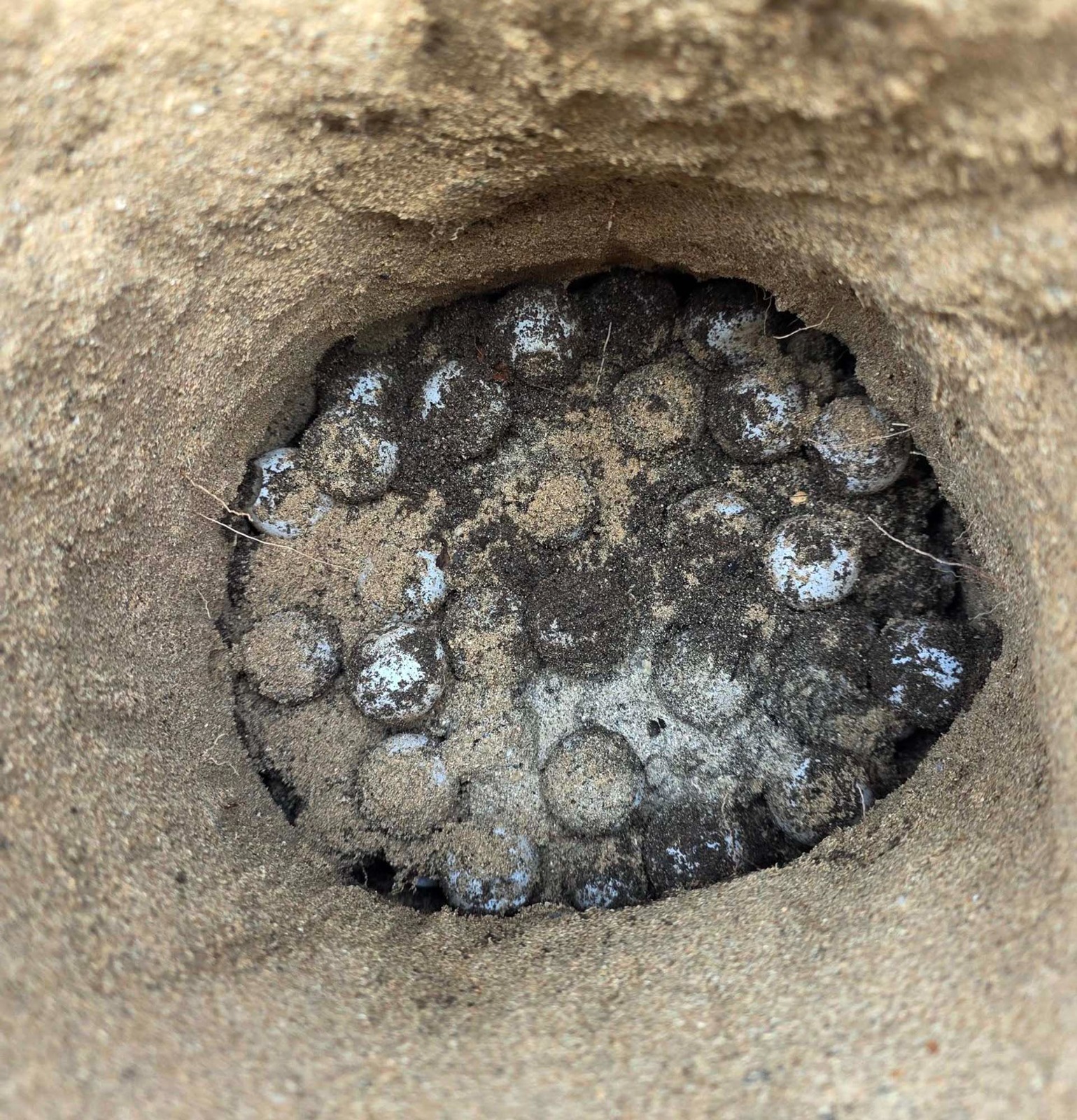 𝗞𝗥𝗜𝗔𝗧𝗜𝗩𝗜𝗗𝗔𝗗𝗘 𝗡𝗢 𝗘𝗦𝗣Í𝗥𝗜𝗧𝗨 𝗩𝗢𝗟𝗨𝗡𝗧Á𝗥𝗜𝗨: 𝗝𝗢𝗩𝗘𝗡 𝗟𝗜𝗞𝗜𝗦Á 𝗞𝗢𝗡𝗦𝗜𝗗𝗘𝗥𝗔 𝗟𝗘𝗡𝗨𝗞 𝗧𝗔𝗦𝗜 𝗡𝗨’𝗨𝗗𝗔𝗥 𝗥𝗜𝗞𝗨𝗦𝗢𝗜𝗡 𝗕𝗜𝗢𝗗𝗜𝗩𝗘𝗥𝗦𝗜𝗗𝗔𝗗𝗘 𝗠𝗔𝗥𝗜𝗡𝗔