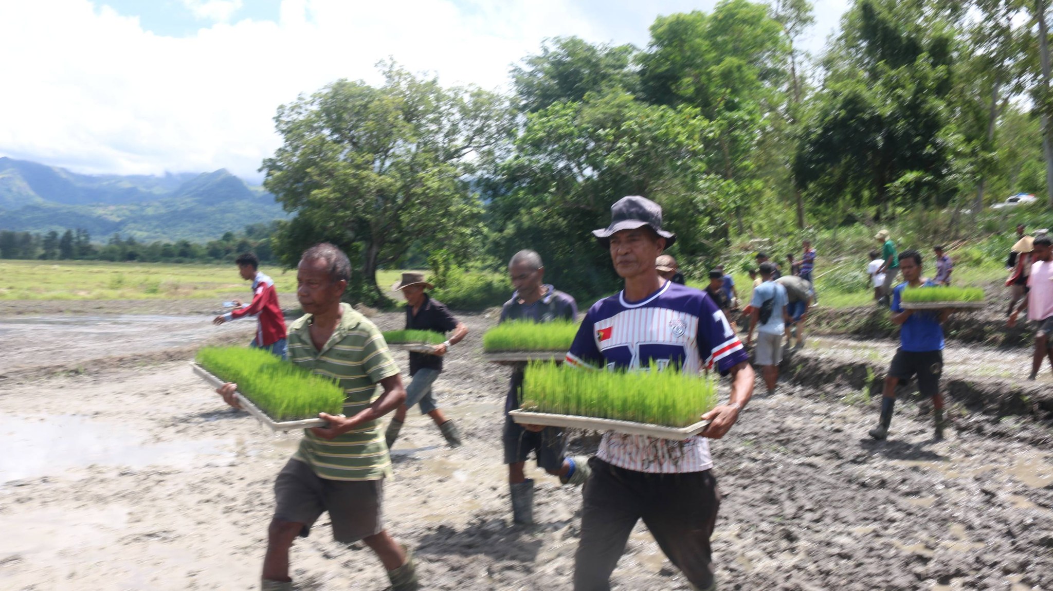 MAPPF Kontinua Moderniza Setór Agrikultura Iha Timor Leste