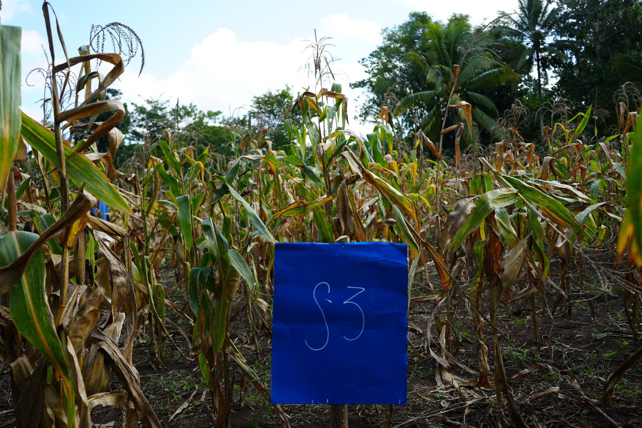 DNPE-AI-COM Haree Rezultadu Peskiza Uza CA Plus