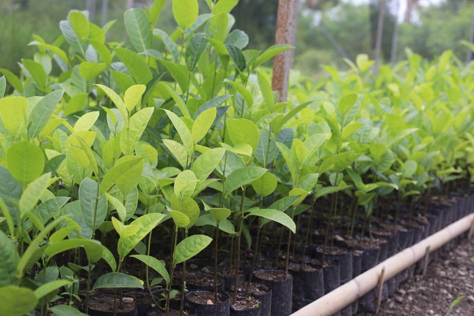 𝐒𝐄𝐅 𝐇𝐀𝐋𝐀'𝐎 𝐎𝐁𝐒𝐄𝐑𝐕𝐀𝐒𝐀𝐔𝐍 𝐃𝐈𝐑𝐄𝐓𝐀𝐌𝐄𝐍𝐓𝐄 𝐁𝐀 𝐕𝐈𝐕𝐄𝐈𝐑𝐔𝐒 𝐏𝐄𝐑𝐌𝐀𝐍𝐄𝐍𝐓𝐄 𝐁𝐄𝐓𝐀𝐍𝐎