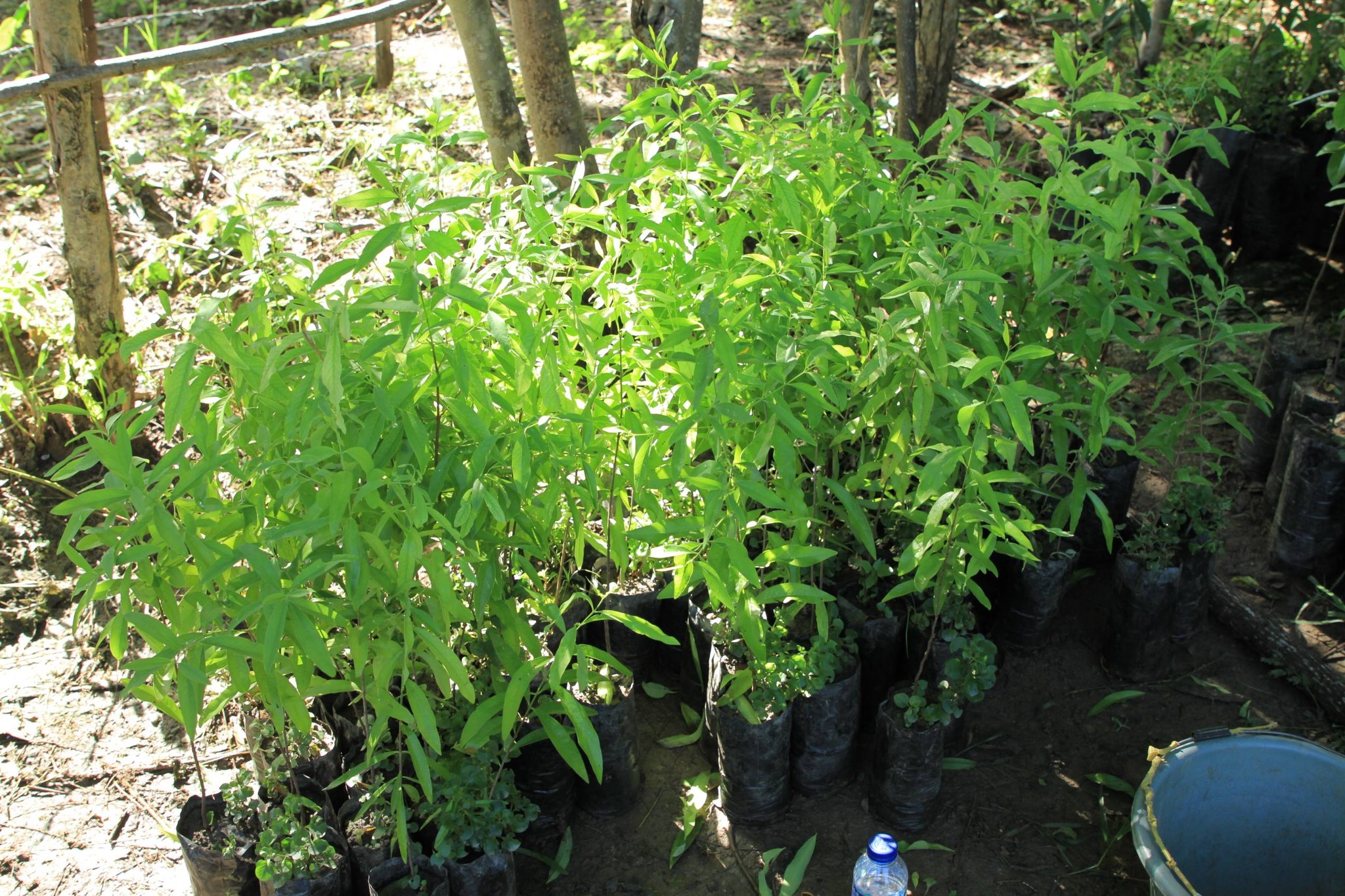 MAPPF LANSA KUDA AI-KAMELI 600 IHA SELEBRASAUN LORON NASIONÁL AI-KAMELI NO FLORESTA BA DALA-NEEN IHA ATABAE