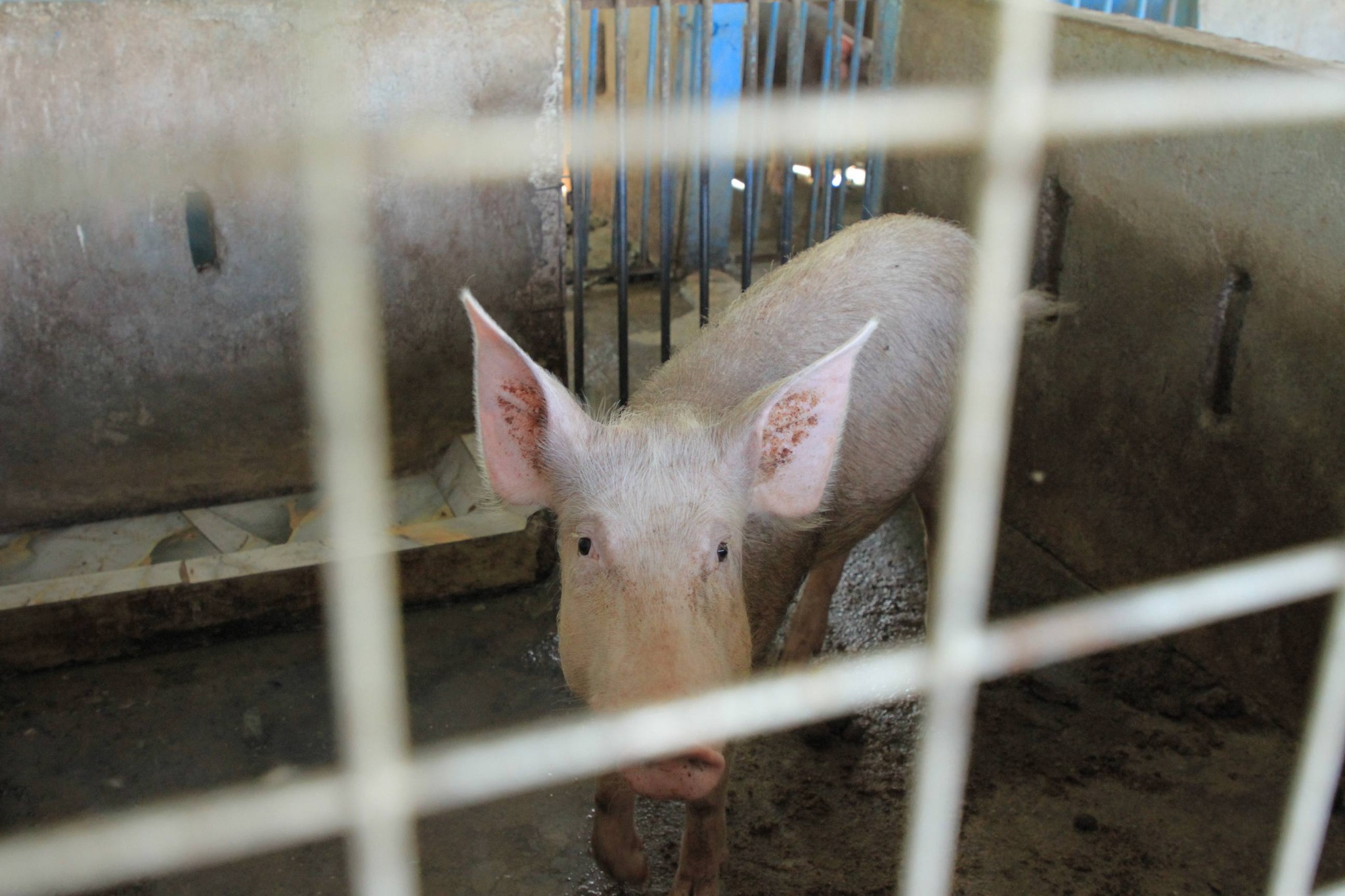 SEPE VIZITA GRUPU HAKIAK FAHI