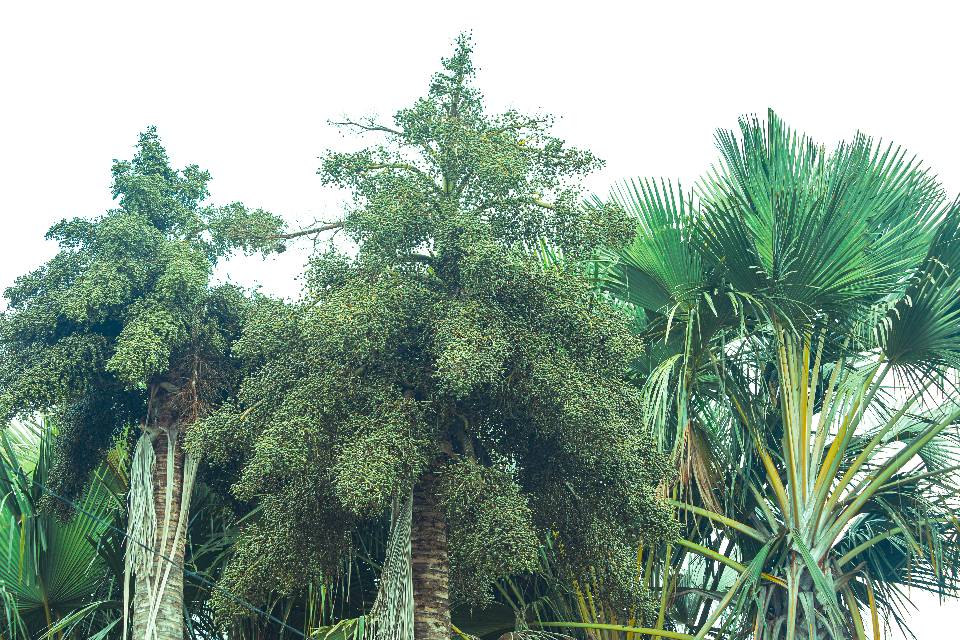 𝐌𝐀𝐏𝐏𝐅 𝐋𝐈𝐔 𝐇𝐔𝐒𝐈 𝐒𝐄𝐅 𝐑𝐄𝐀𝐋𝐈𝐙𝐀 𝐋𝐀𝐍𝐒𝐀𝐌𝐄𝐍𝐓𝐔 𝐄𝐗𝐏𝐎𝐑𝐓𝐀𝐒𝐀𝐔𝐍 𝐓𝐀𝐋𝐈-𝐌𝐔𝐒𝐀𝐍 𝐁𝐀 𝐈𝐍𝐃𝐎𝐍𝐄𝐒𝐈𝐀 𝐈𝐇𝐀 𝐌𝐔𝐍𝐈𝐒𝐈́𝐏𝐈𝐔 𝐌𝐀𝐍𝐔𝐅𝐀𝐇𝐈