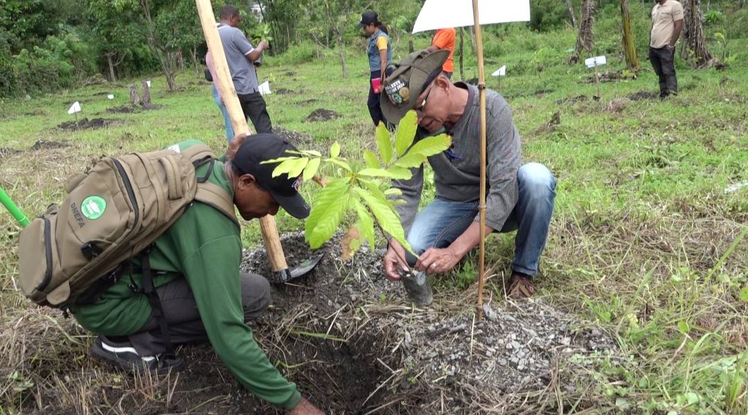 MAPPF-APA LACLUBAR KUDA AI-OAN RAMBUTAN HUN RIHUN LIMA IHA LACLUBAR