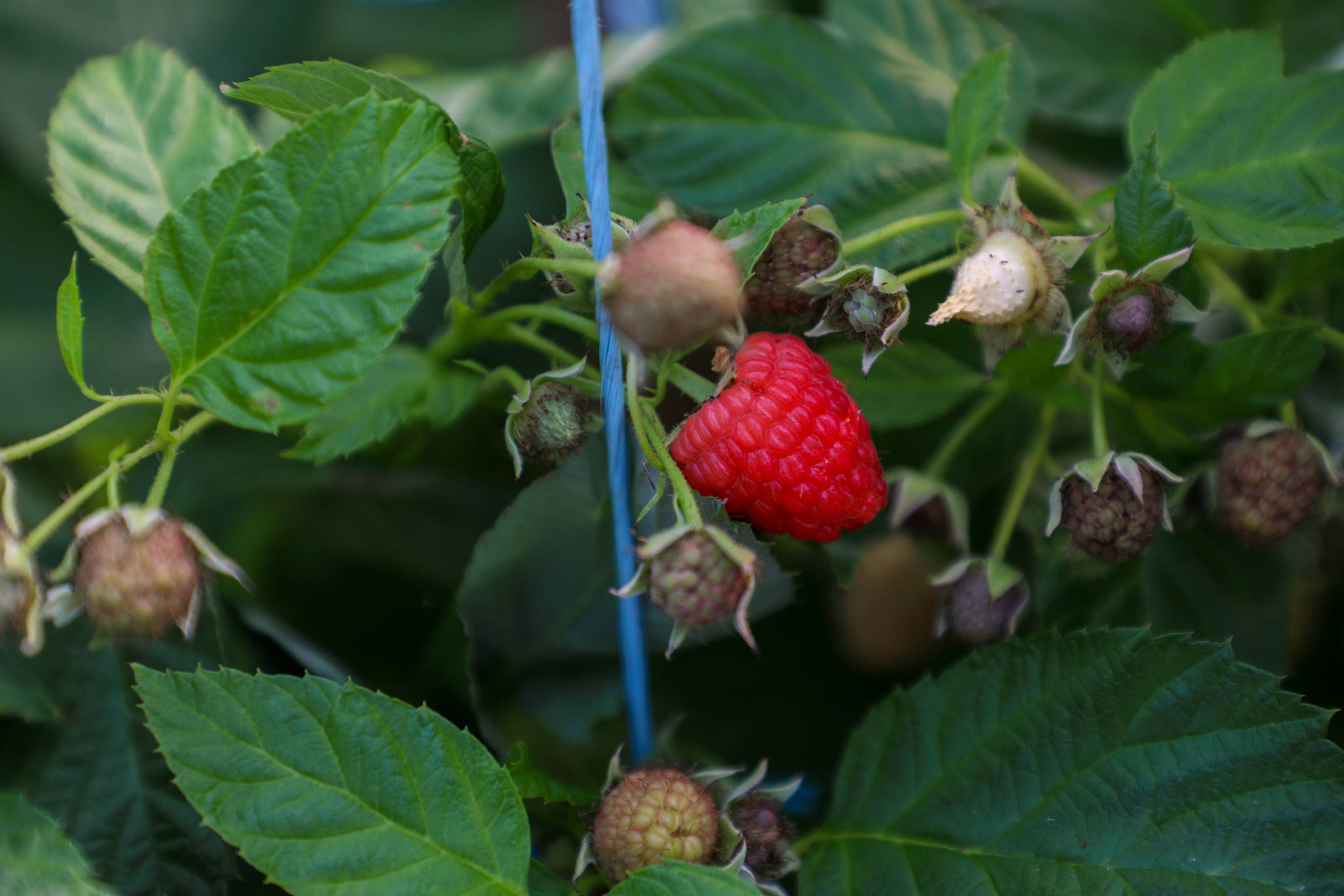Sekretáriu Estadu Observa to'os iha Queensland  Berries ne'ebé Emprega ona Timoroan 309