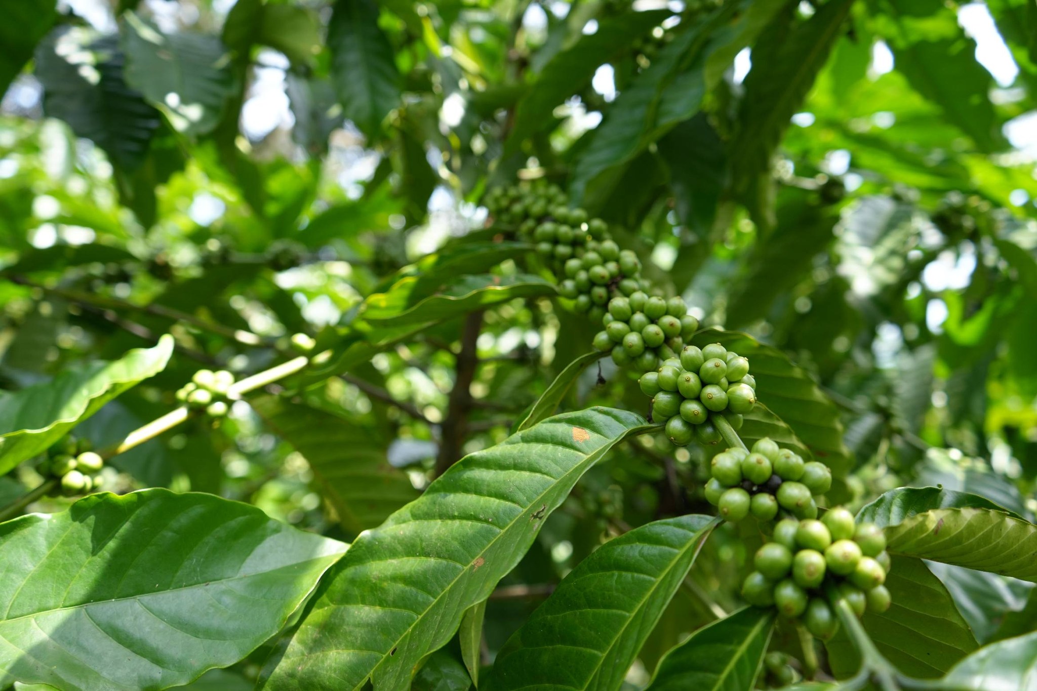 MAPPF-CALIP ho ADB Vizita Kafekultor Sira  Iha Tokoluli